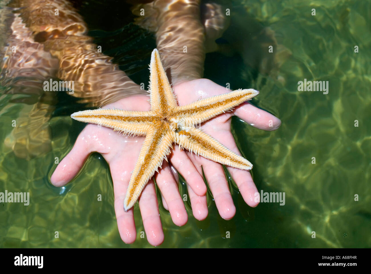 Close up of young girl's hands holding living starfish Stock Photo