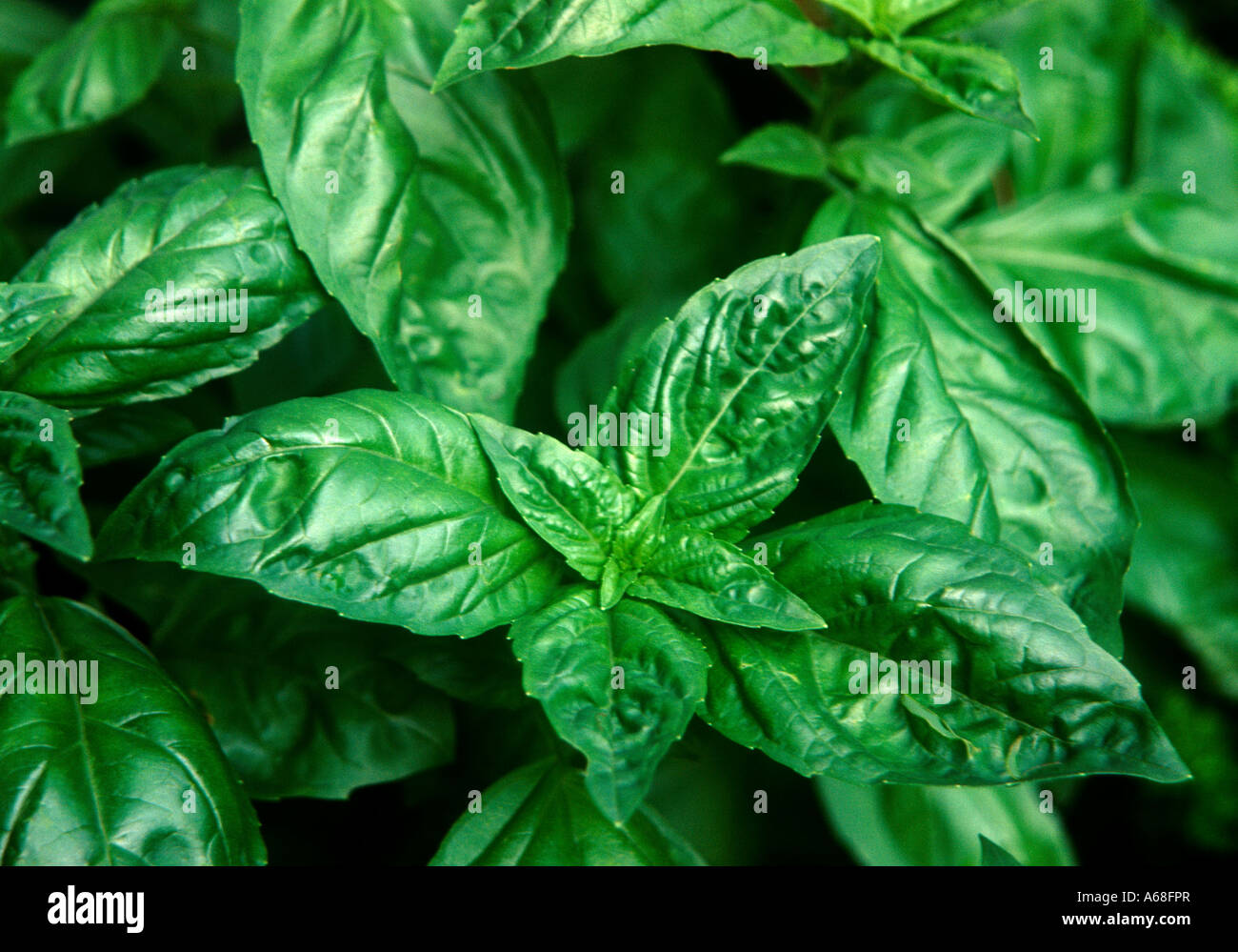 Basil plant Stock Photo