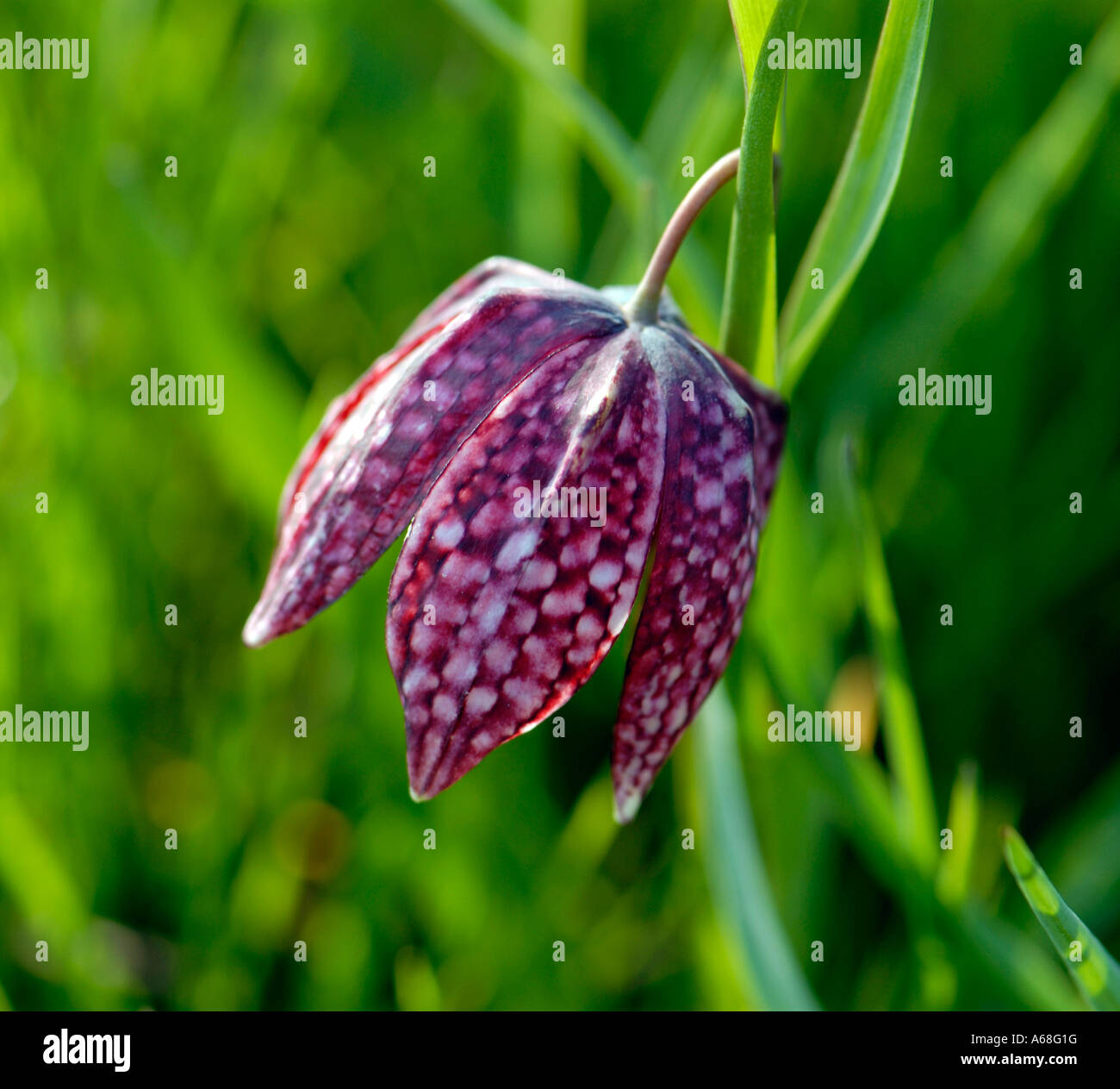 Snakes Head Fritillary In Magdalen College Oxford Water Meadow Stock ...