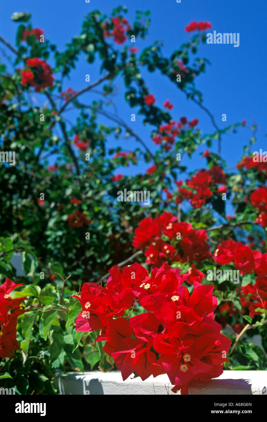 Tropical flower bush San Pedro Ambergris Caye Belize Stock Photo Alamy