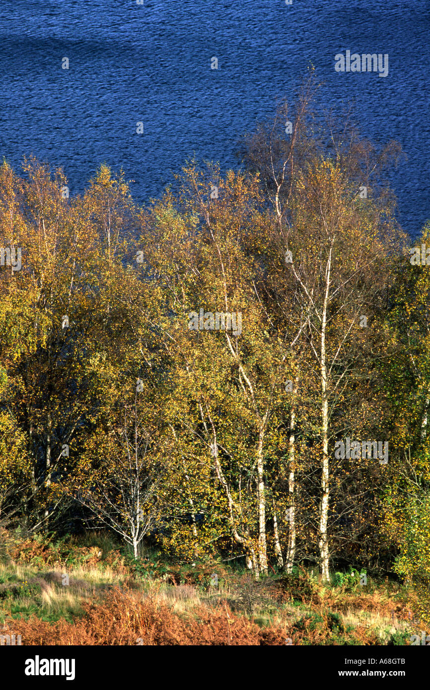 Downy Birch trees (Betula pubescens) in Autumn. Growing beside a reservoir. Powys, Wales, UK. Stock Photo