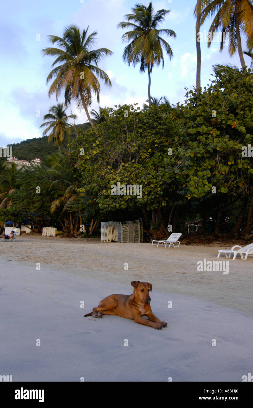 British Virgin Islands Caribbean Dog resting on the beach Stock Photo