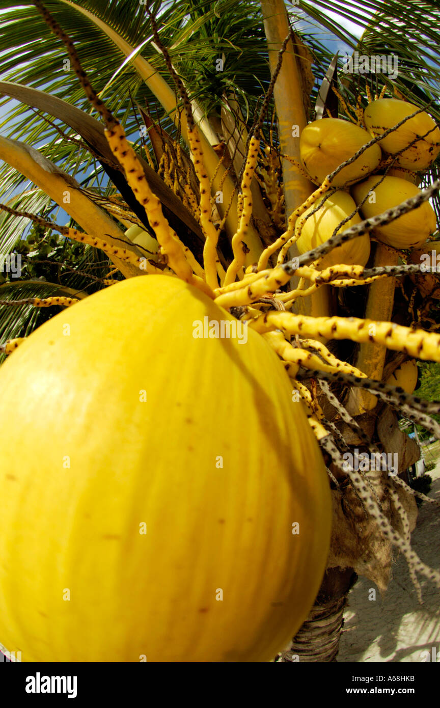 British Virgin Islands Caribbean Bright yellow coconuts on a palm tree
