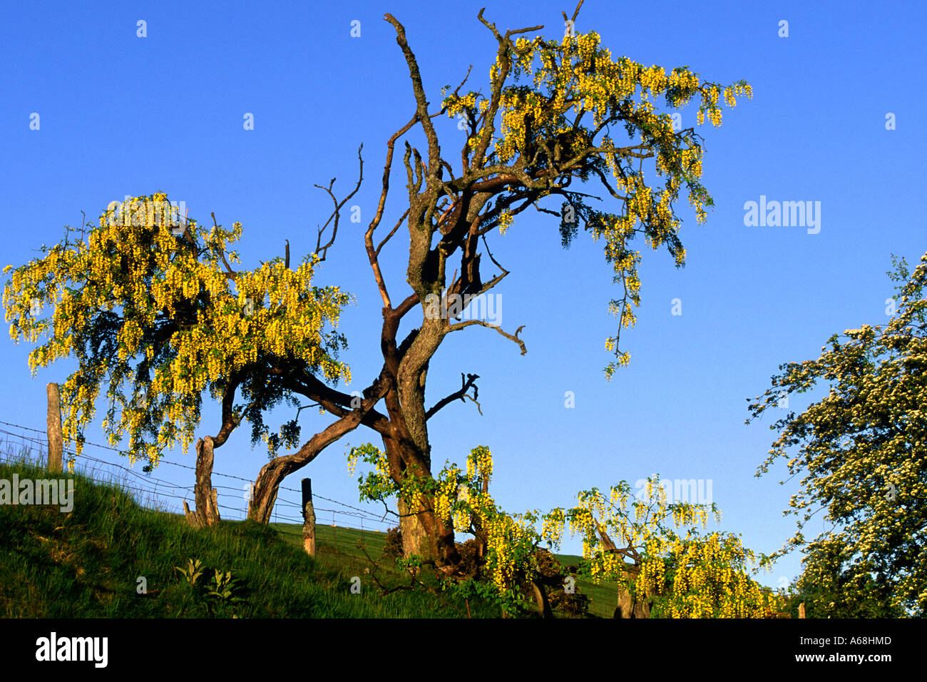 Flowering Laburnum (Laburnum anagyroides) an ancient specimen in the Cambrian Mountains. Powys, Wales, UK. Stock Photo