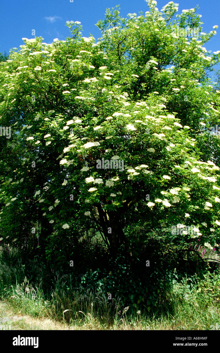 Sambucus nigra uk wildlife hi-res stock photography and images - Alamy