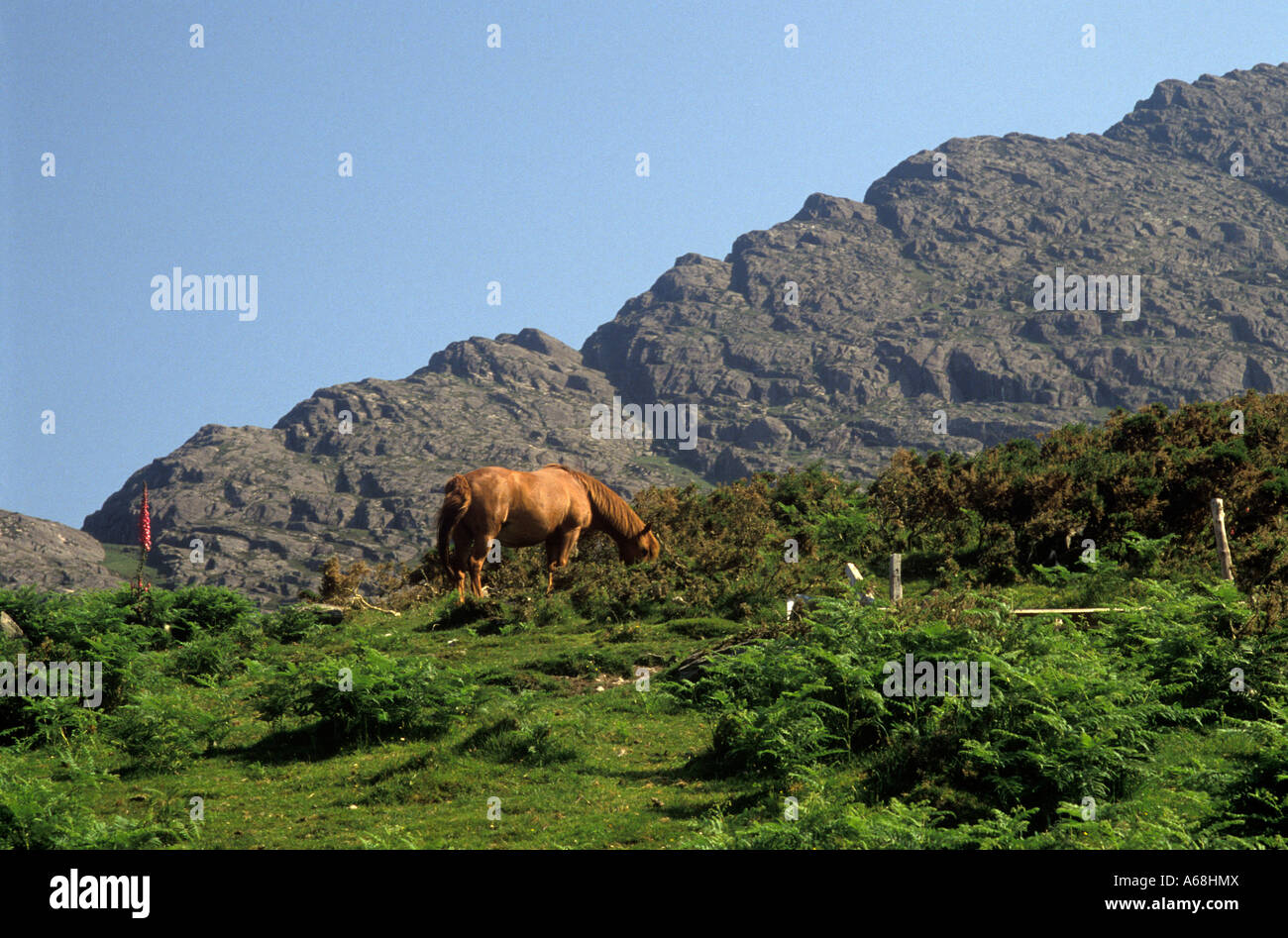 Horse grazing in the Burren hills County Clare Ireland Stock Photo