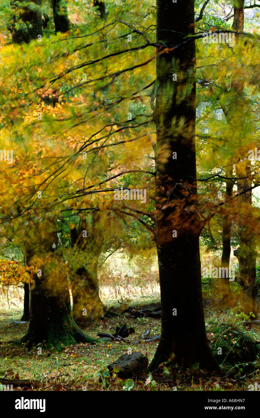Beech (Fagus sylvatica) woodland in Autumn during a gale. Powys, Wales, UK. Stock Photo