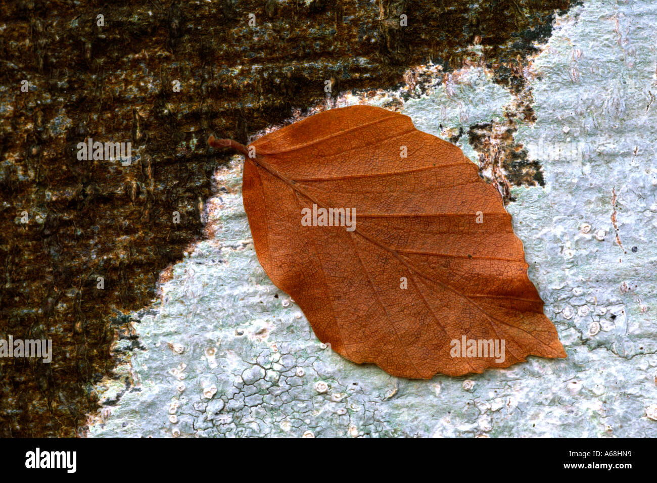 Fallen leaf of Beech (Fagus sylvatica) on the trunk of a Lichen covered Beech tree in late Autumn. Stock Photo
