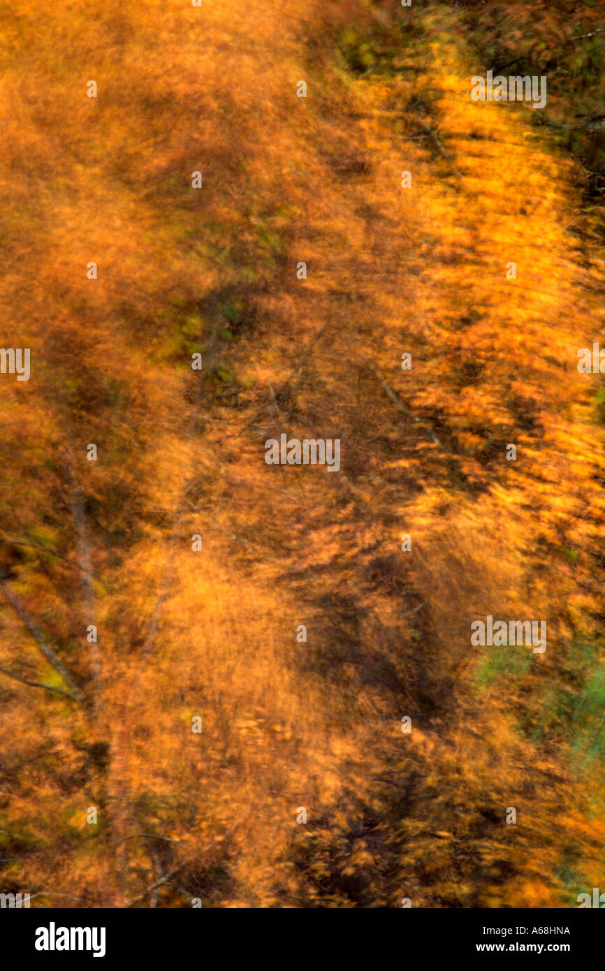Impressionistic image of Downy Birch (Betula pubescens) during an Autumnal gale. Powys, Wales, UK. Stock Photo