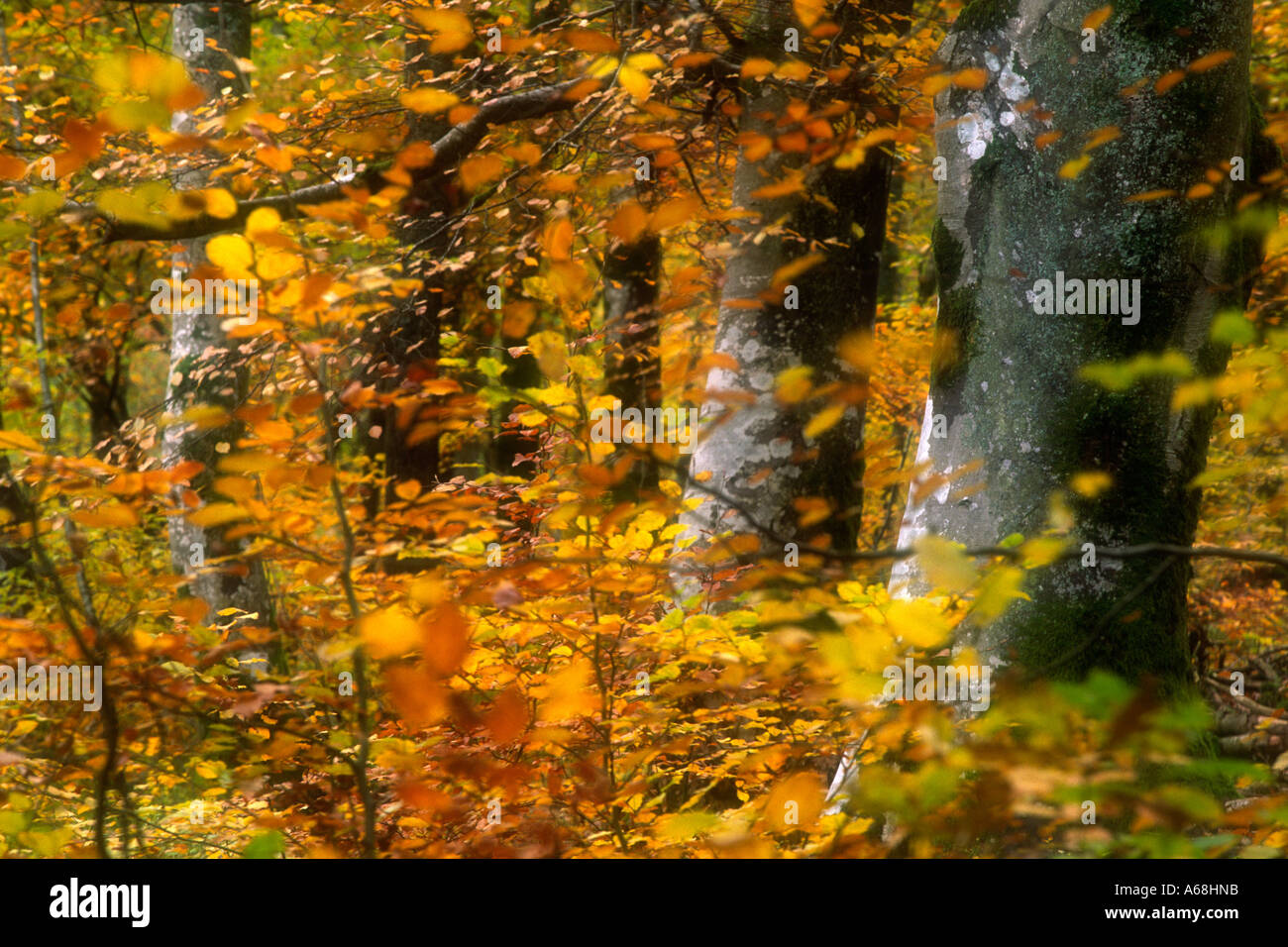 Beech (Fagus sylvatica) woodland in Autumn. Powys, Wales, UK. Stock Photo