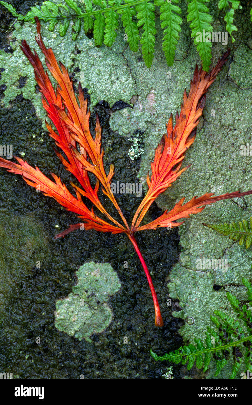 Fallen leaf of Japanese Maple (Acer japonicum). On a rock in a garden. Stock Photo