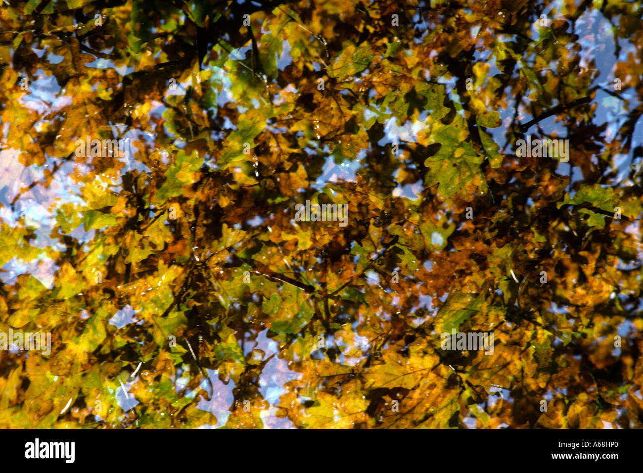 Multiple exposure of Oak (Quercus robar) leaves in Autumn, against a clear blue sky. Stock Photo
