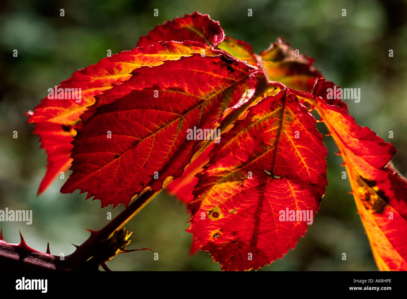 Leaf of Bramble or Blackberry (Rubus fruticosus agg) in Autumn sunlight. Stock Photo