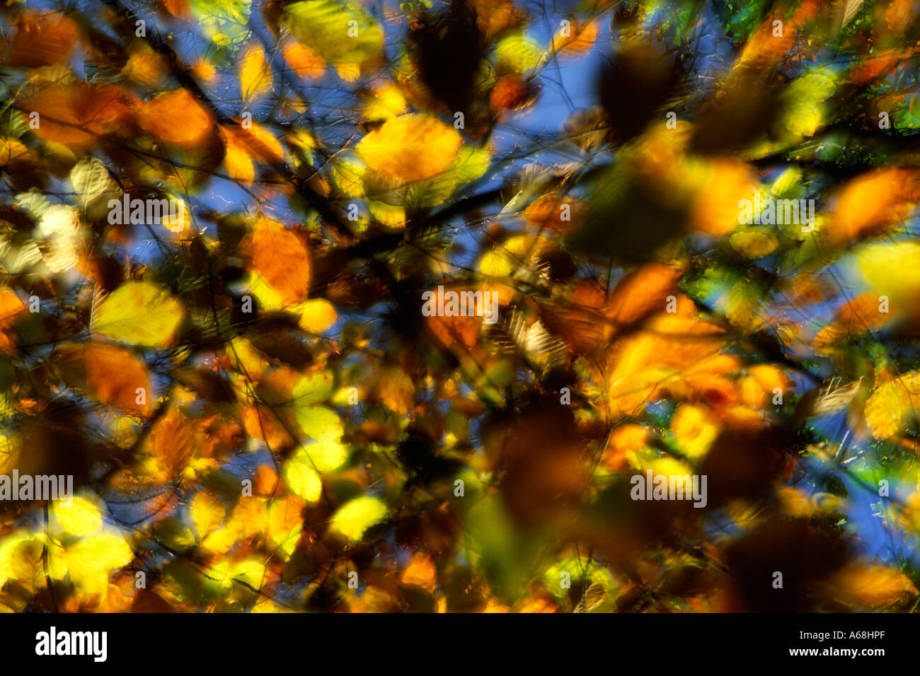 Multiple exposure image of Beech leaves (Fagus sylvatica) in Autumn. Stock Photo