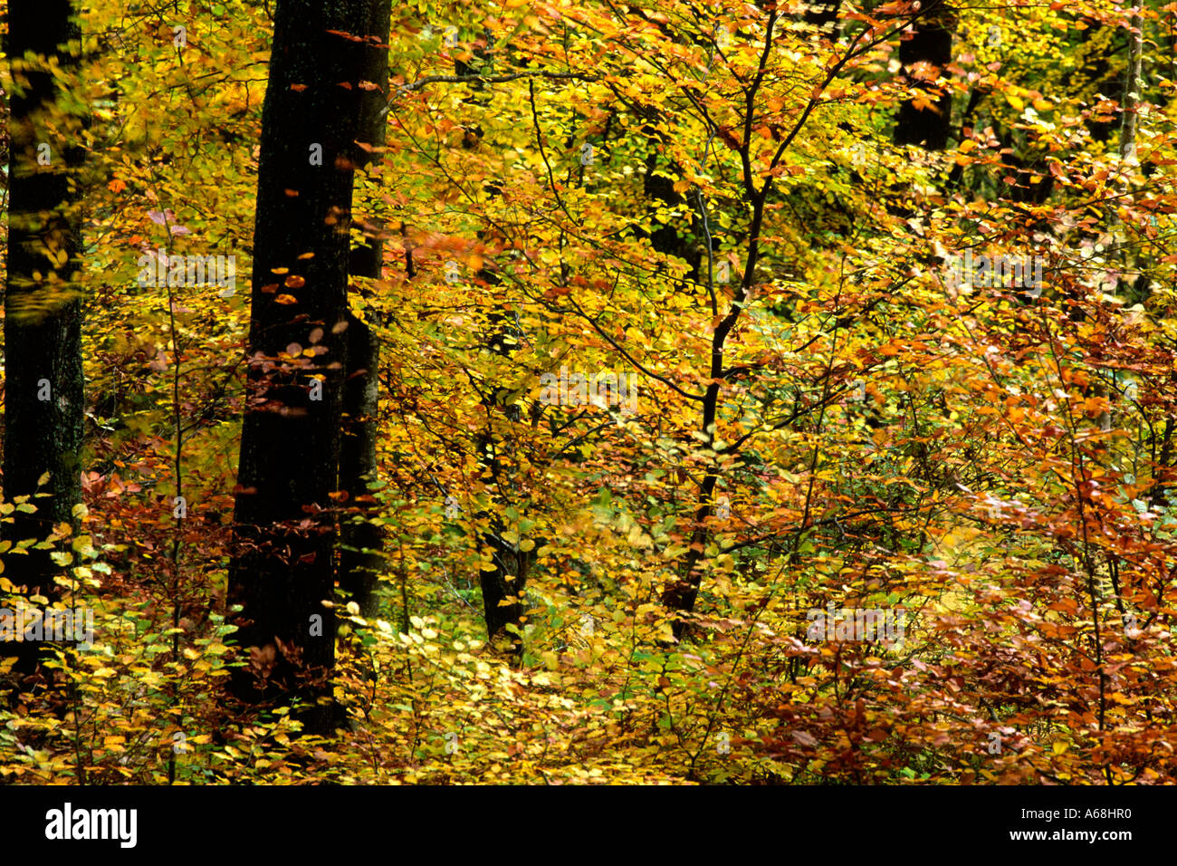 Beech (Fagus sylvatica) woodland in Autumn. Allt Goch Community Woodland, Llanidloes, Powys, Wales. Stock Photo