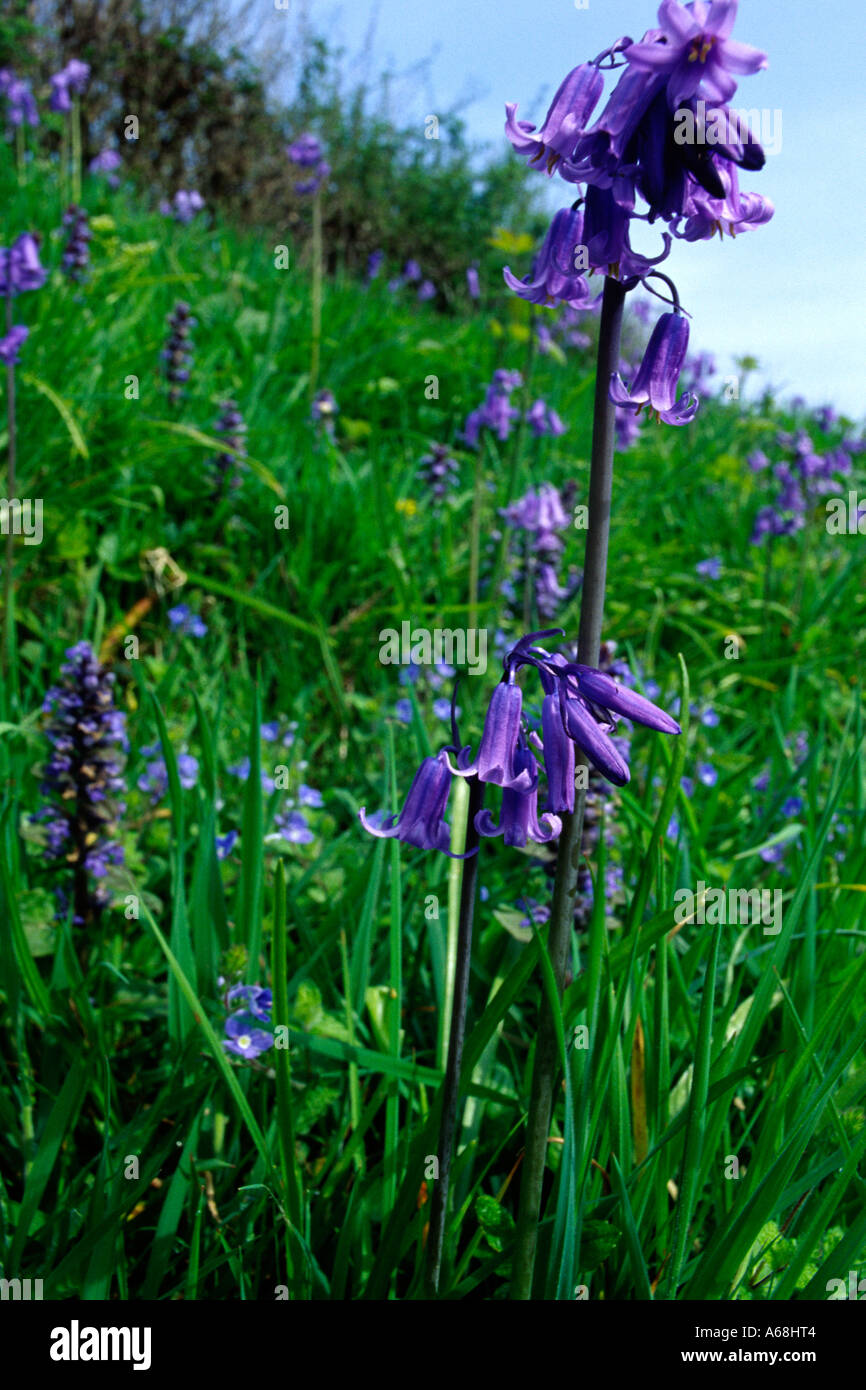 Flowering Bluebells (Hyacinthoides non-scripta) on the bank of a hedgerow. Sussex, England. Stock Photo