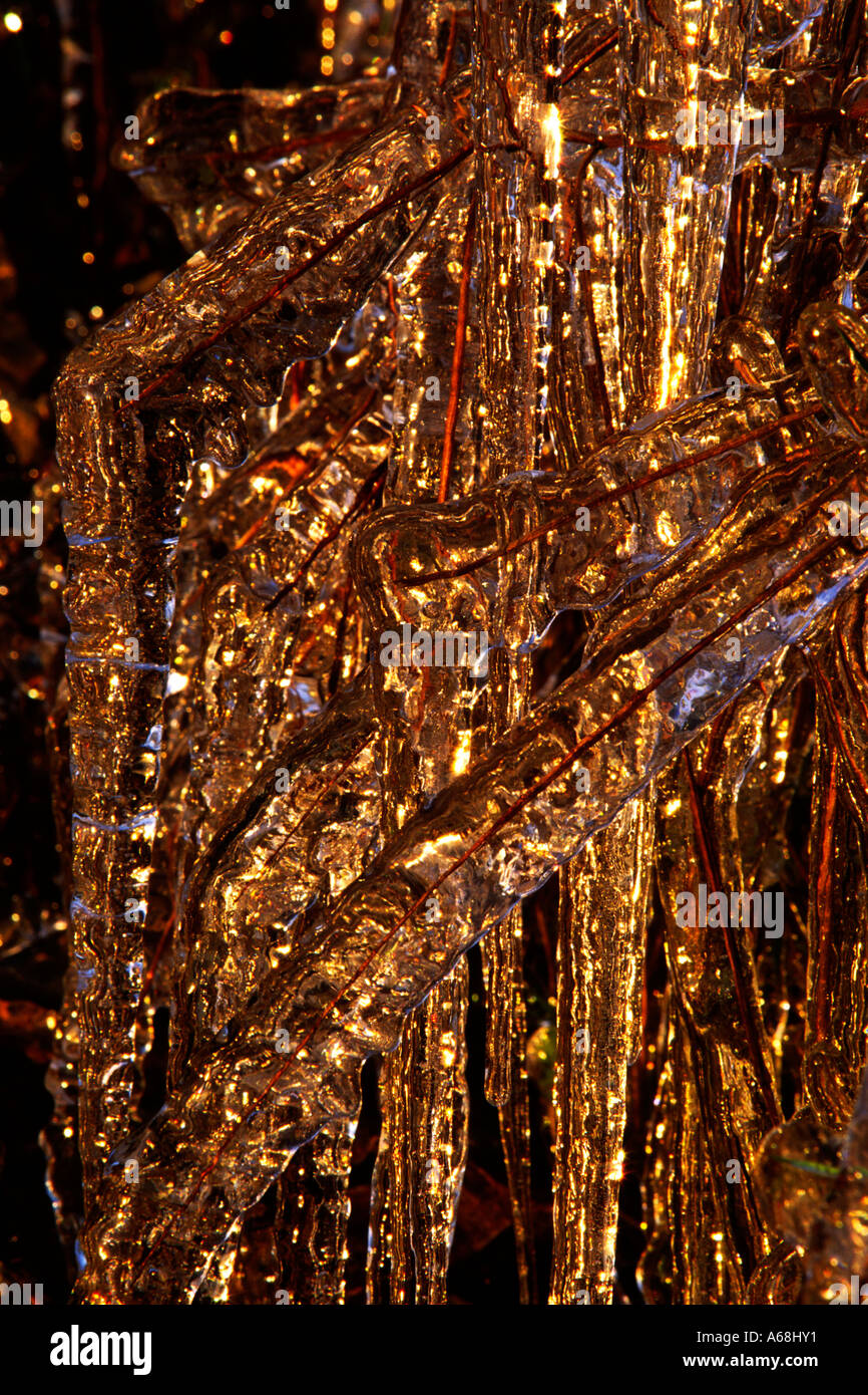 Icicles on rushes formed by water splashing from a waterfall. Powys, Wales, UK. Stock Photo