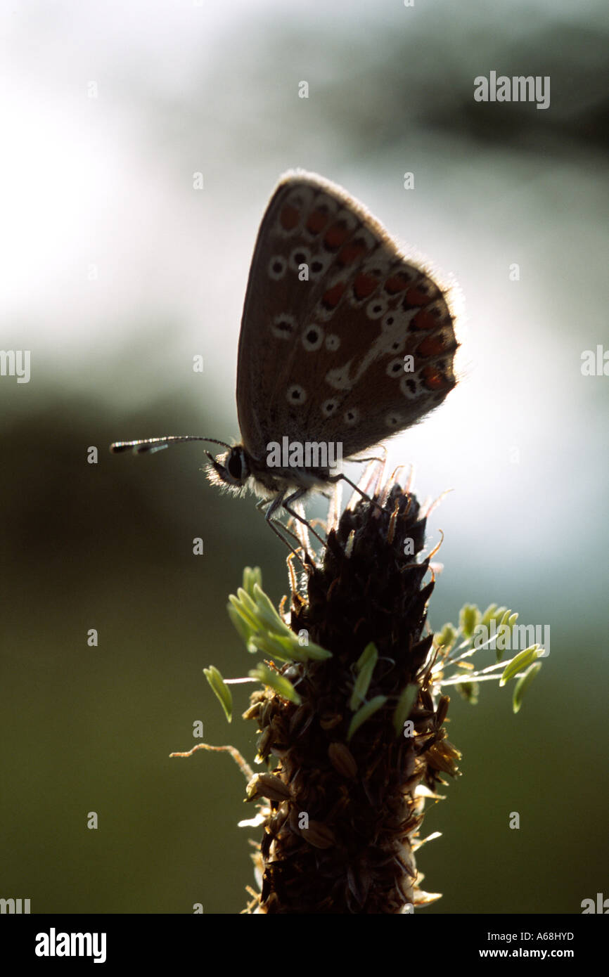 Northern Brown Argus Butterfly (Aricia artaxerxes) roosting at dawn on a plantain flower. Lancashire, England. Stock Photo