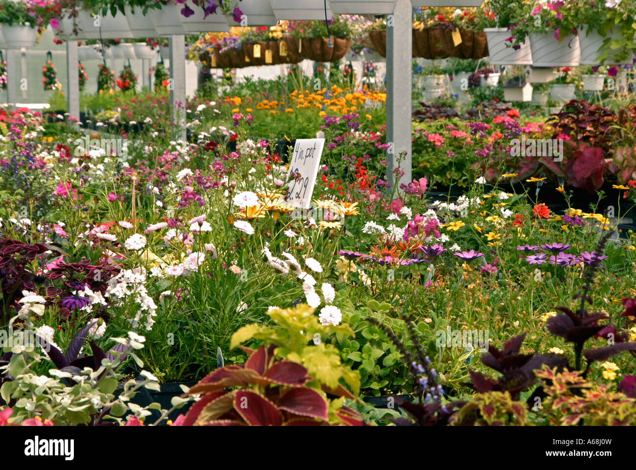 Annuals growing in a greenhouse Stock Photo Alamy