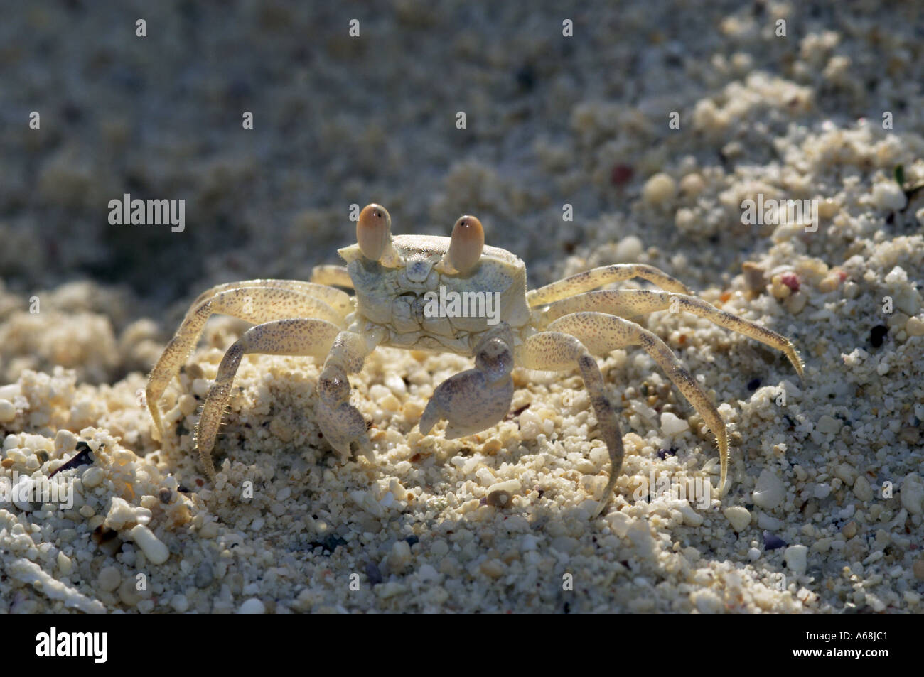 close up of yellow crab on beach Stock Photo