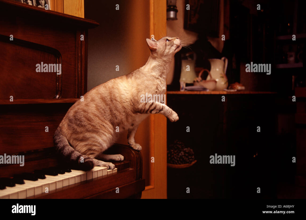 Playful cat on a piano Stock Photo