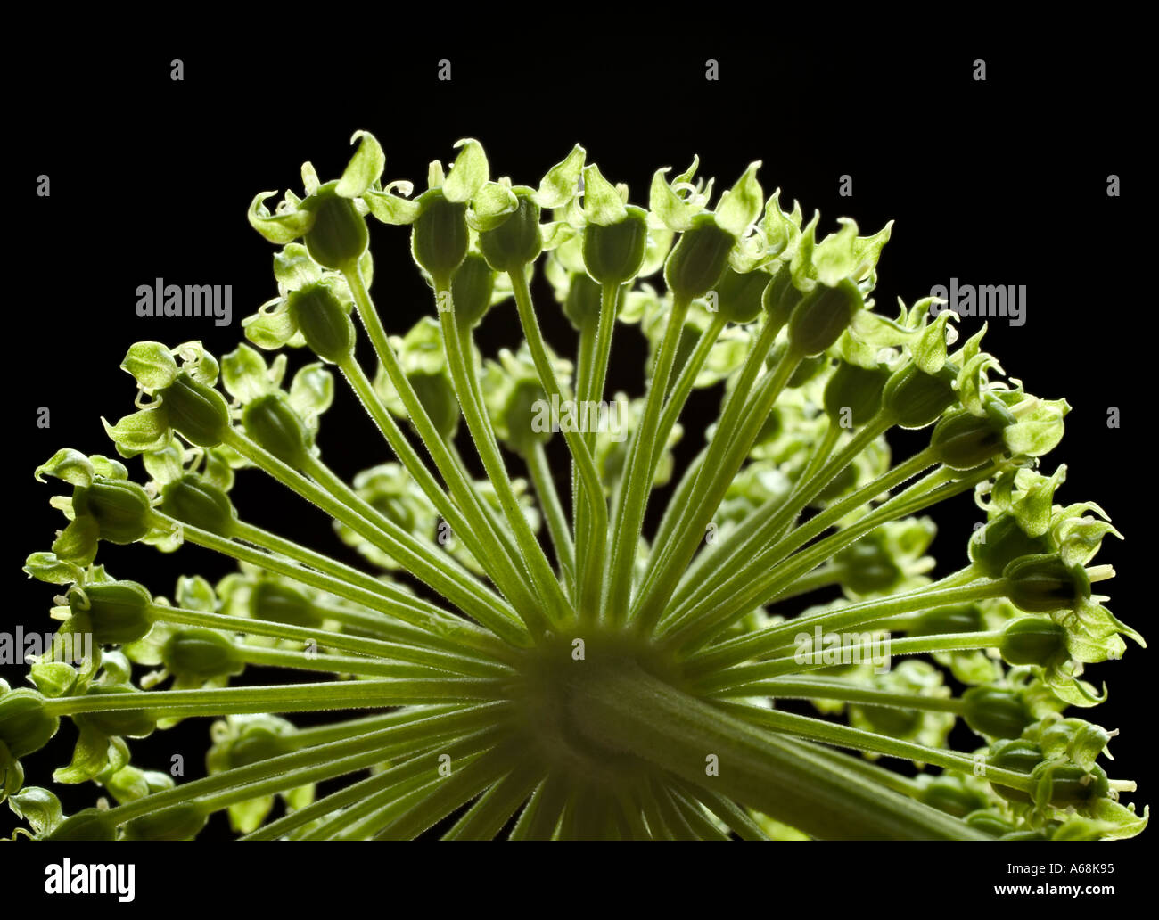 Angelica flower close up against black background Stock Photo - Alamy