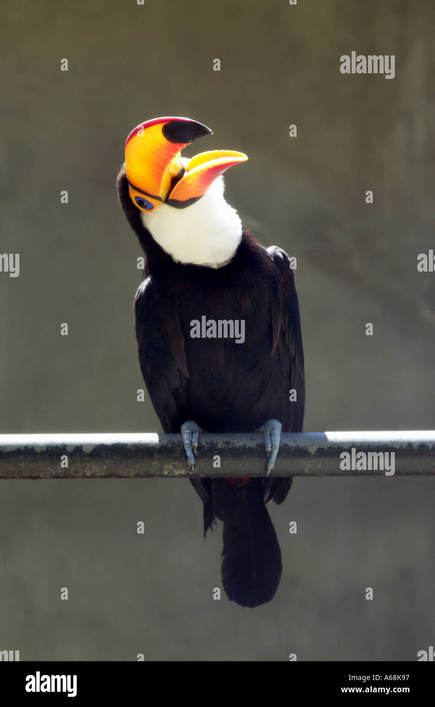 Toco Toucan Ramphastos Toco With Beak Open And Tongue Visible Brazil Stock Photo Alamy