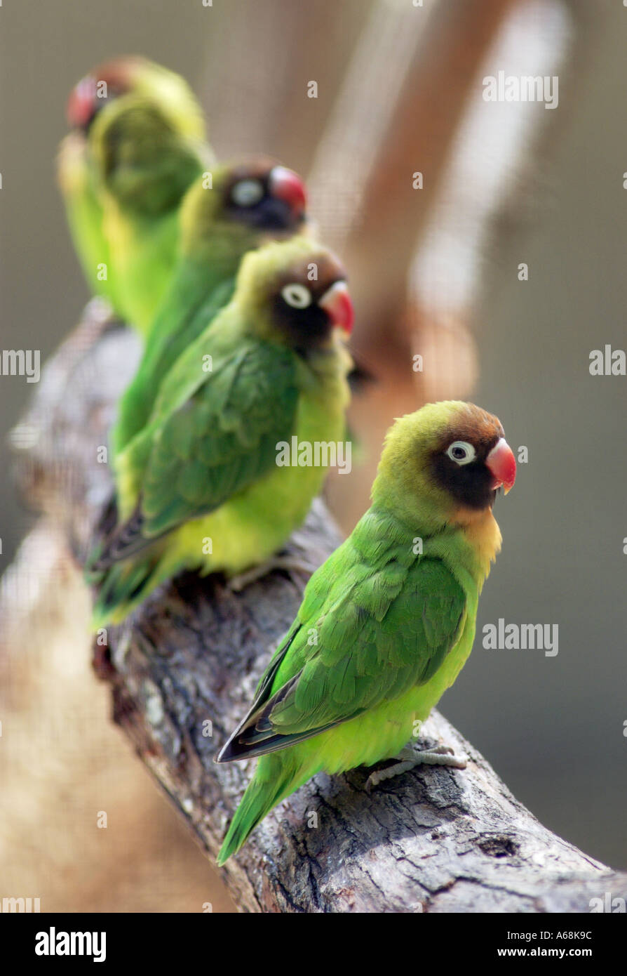 five lovebirds perched on a branch Stock Photo