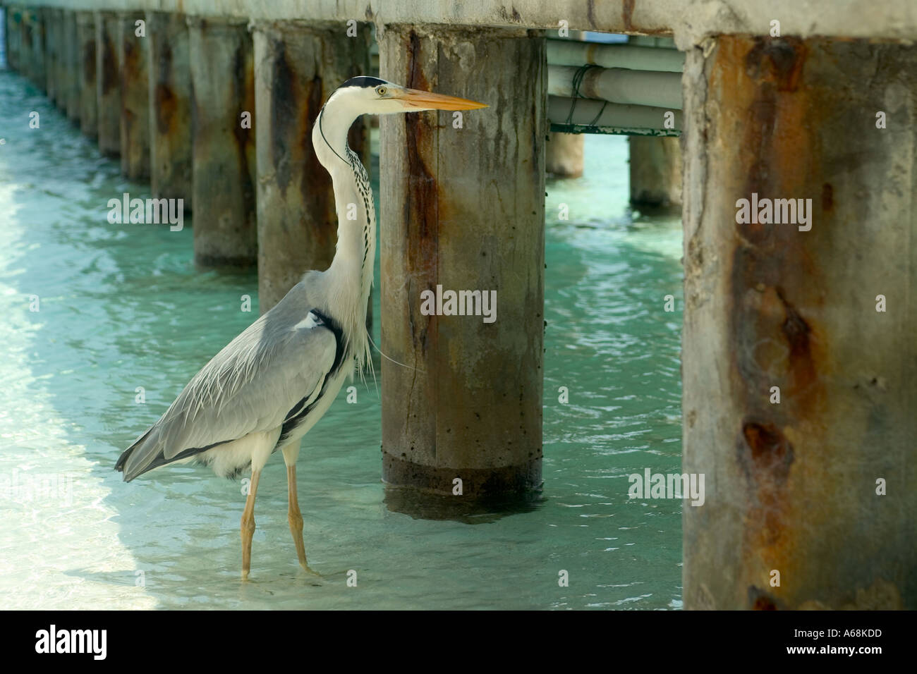 Grey Heron Ardea Cinerea stalking fish below a jetty Stock Photo