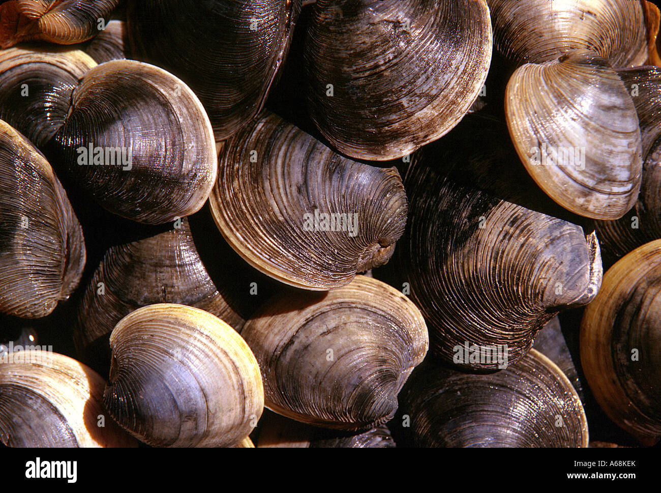 Clams, Cape Cod, Massachusetts Stock Photo Alamy
