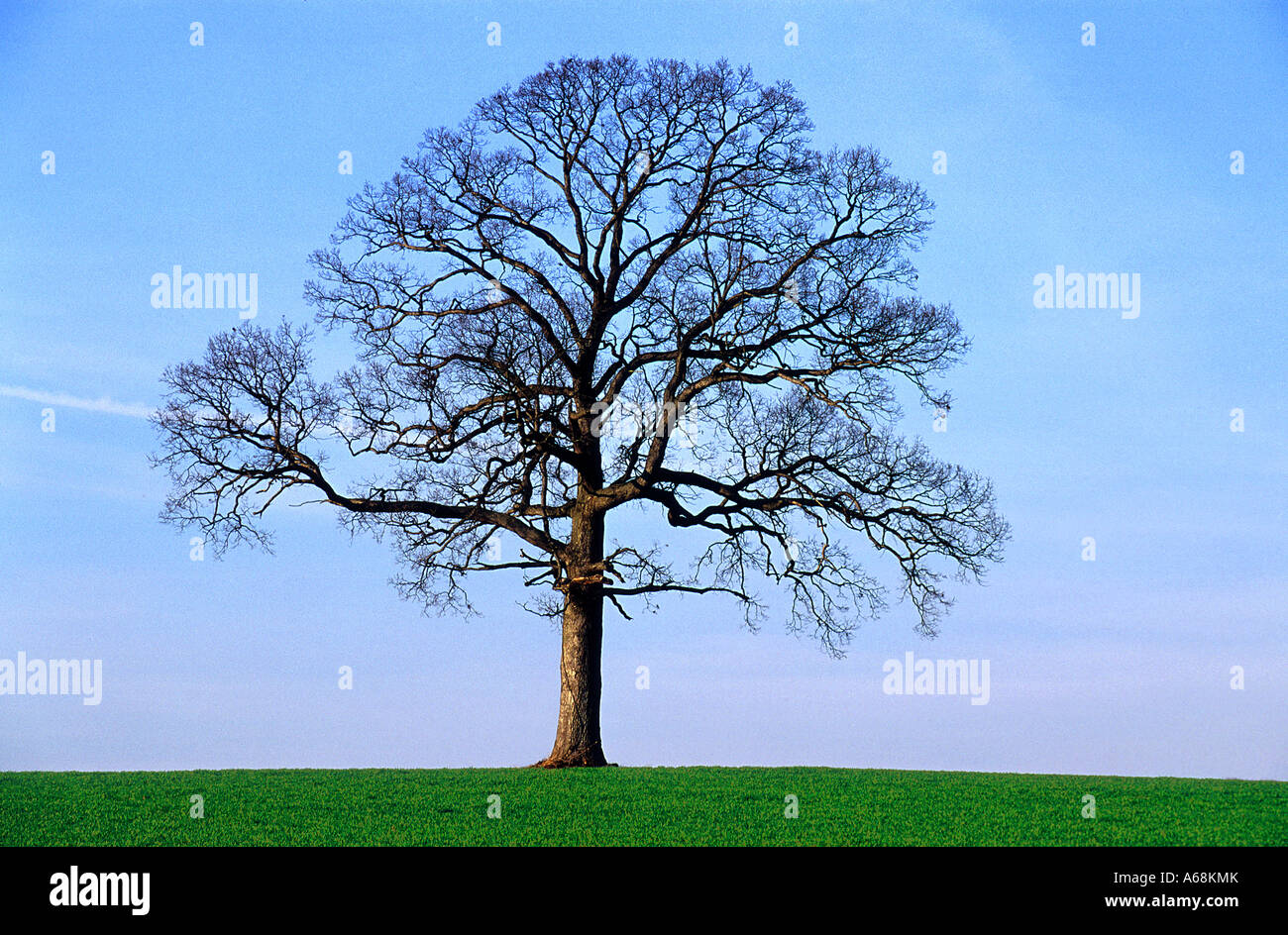 Solitary tree without leaves Stock Photo