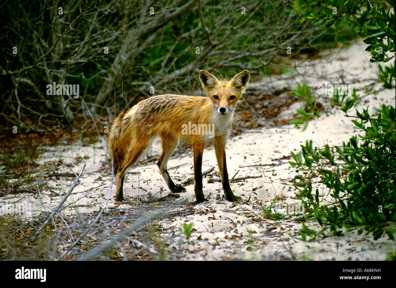 Fox Outer Banks North Carolina Stock Photo - Alamy