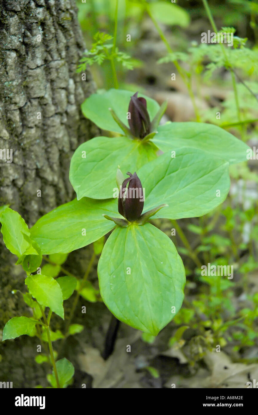 Sessile Trillium Wildflower Stock Photo