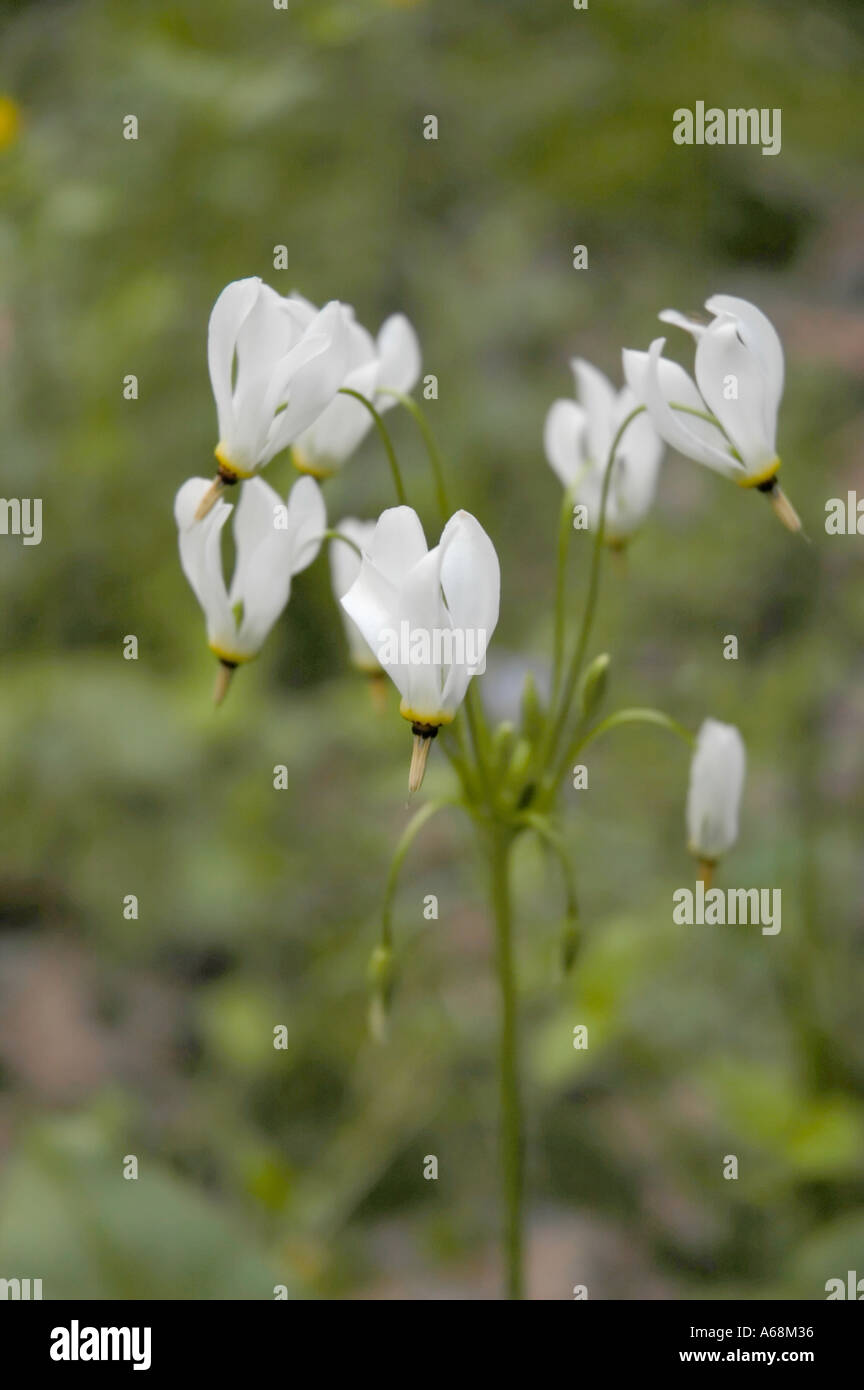 Shooting Star Wildflower Stock Photo Alamy