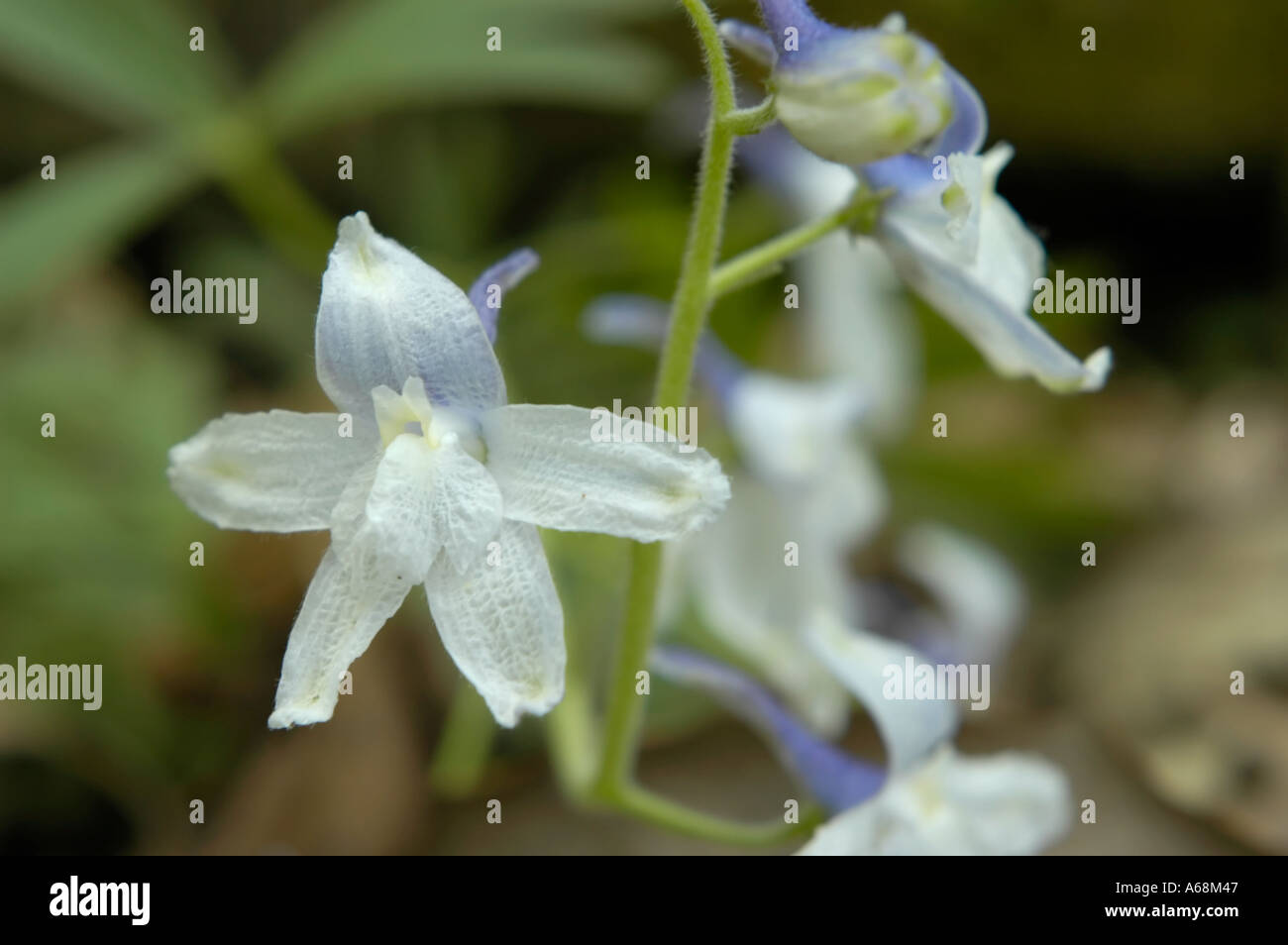 Dwarf Larkspur Wildflower Stock Photo - Alamy