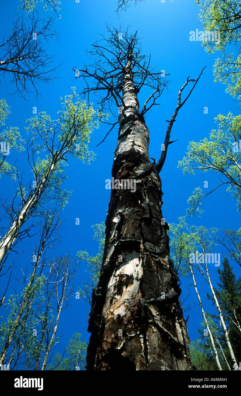 Fire damaged Aspen tree Colorado Stock Photo Alamy