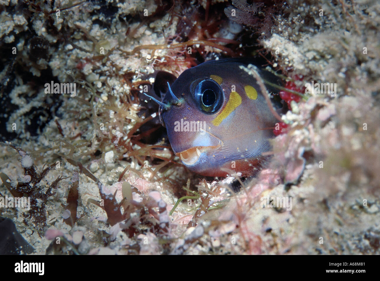close up of blenny looking out of its hole Stock Photo