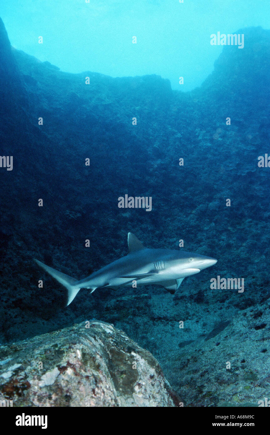 black tailed shark Stock Photo