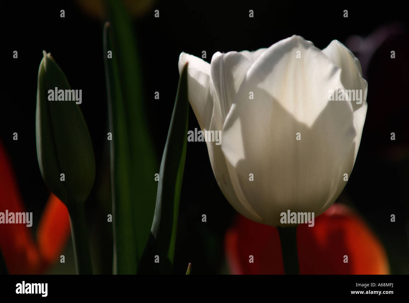 Close up of tulip (tulipa) flowers Stock Photo - Alamy