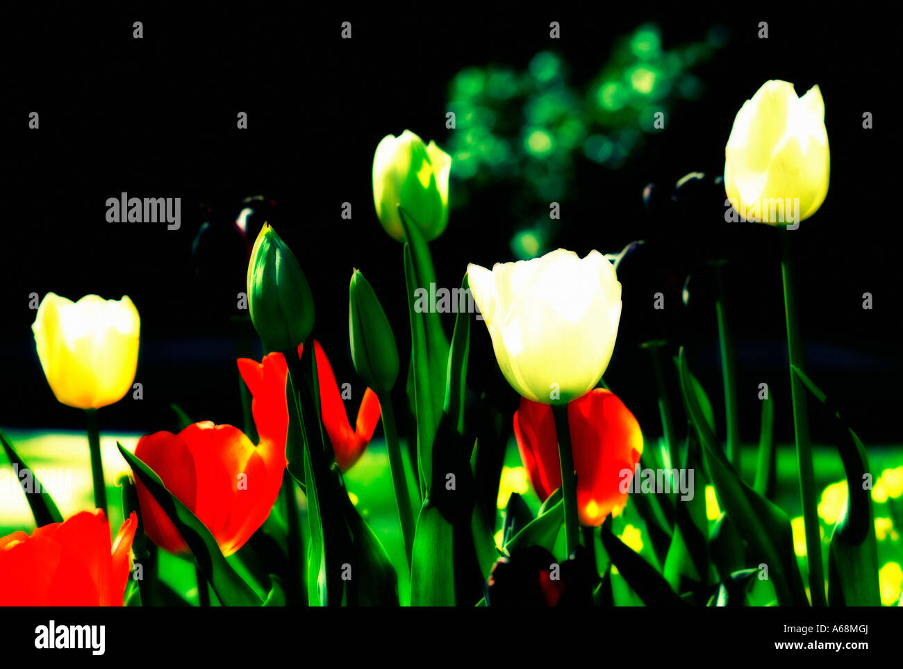 Close up of tulip (tulipa) flowers Stock Photo - Alamy