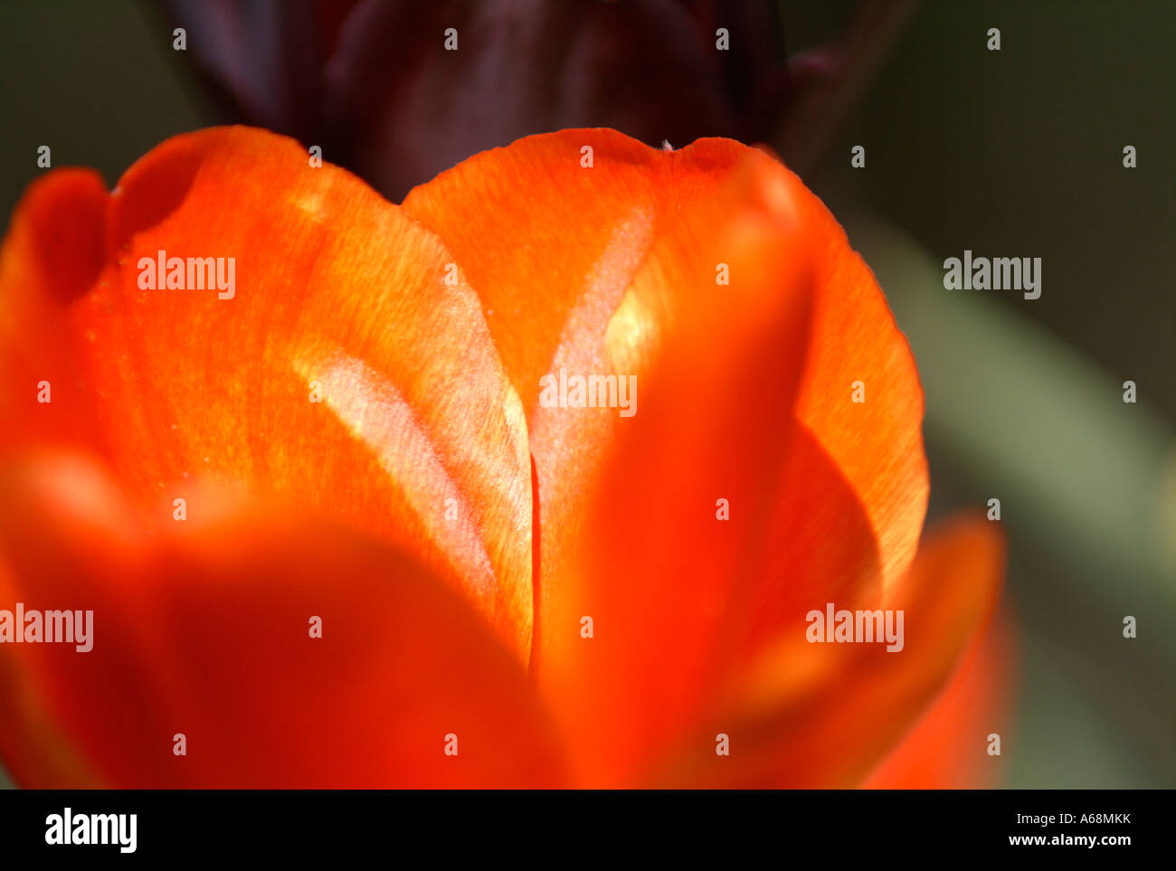 Close up of tulip (tulipa) flowers. Stock Photo