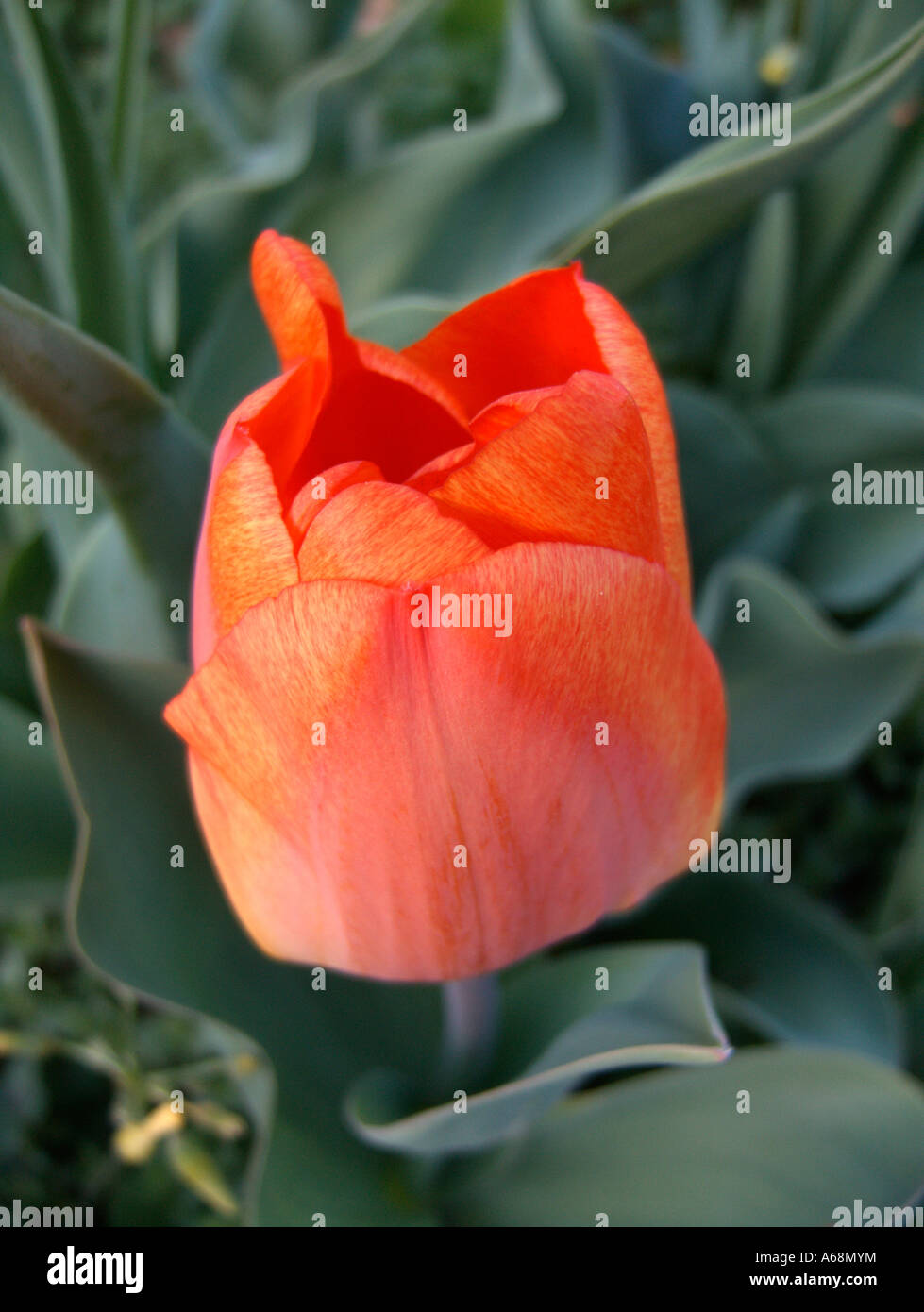 Close up of a tulip (tulipa) flower Stock Photo - Alamy