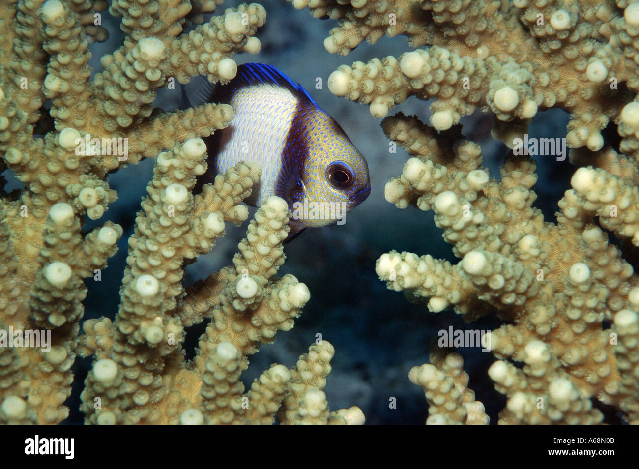 close up of indian dascyllus damselfish hidden in branching coral Stock Photo
