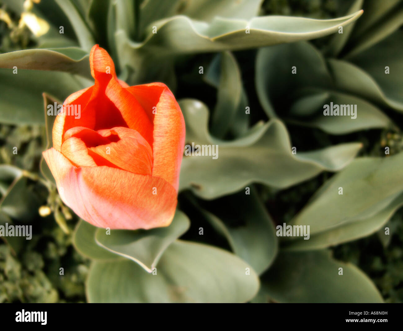 Close up of a tulip (tulipa) flower Stock Photo - Alamy