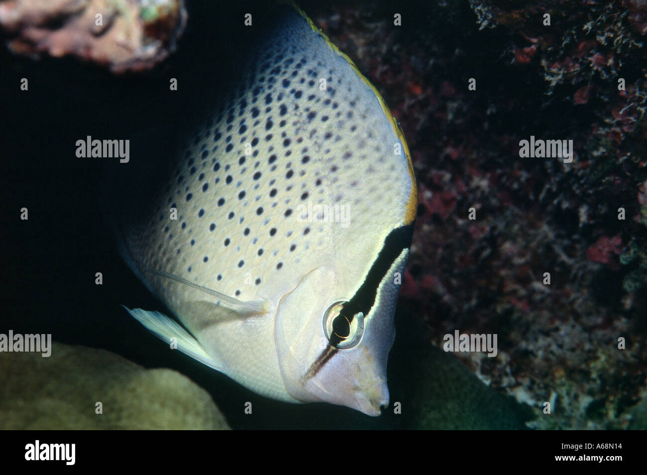 close up of head of butterflyfish Stock Photo