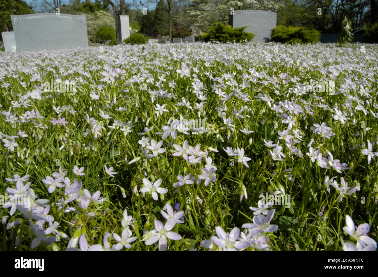 Spring Background Cemetery Spring cemetery hi-res stock photography and images - Alamy