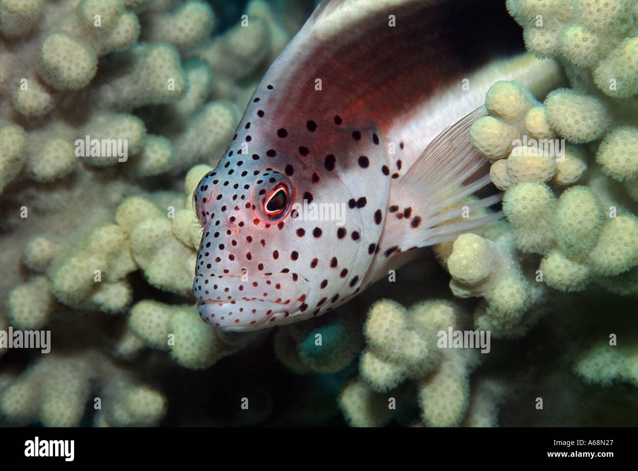 close up of head of hawkfish Stock Photo