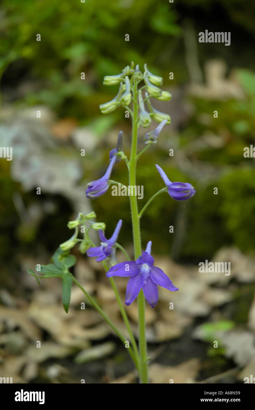 Dwarf Larkspur Wildflower Stock Photo - Alamy