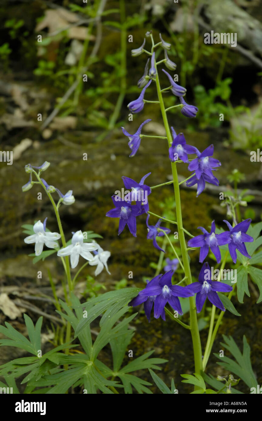 Dwarf Larkspur Wildflower Stock Photo - Alamy