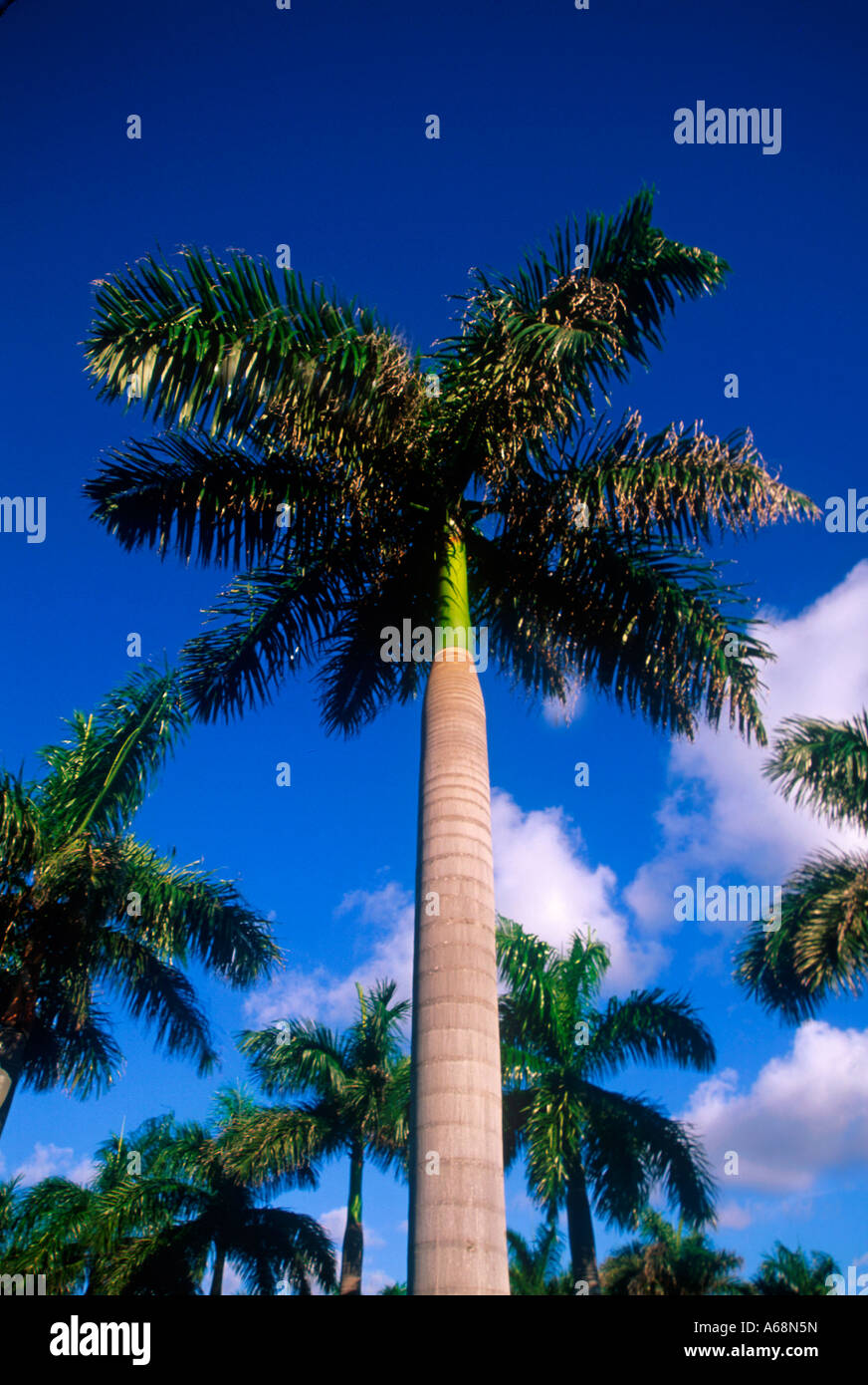 Palm tree Florida Stock Photo